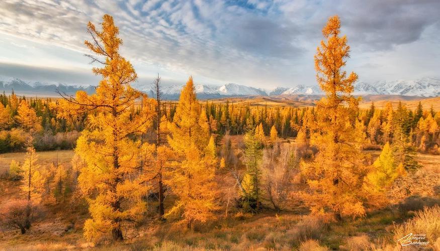 Алые долины Алтая: путешествие к жаркам из Твери