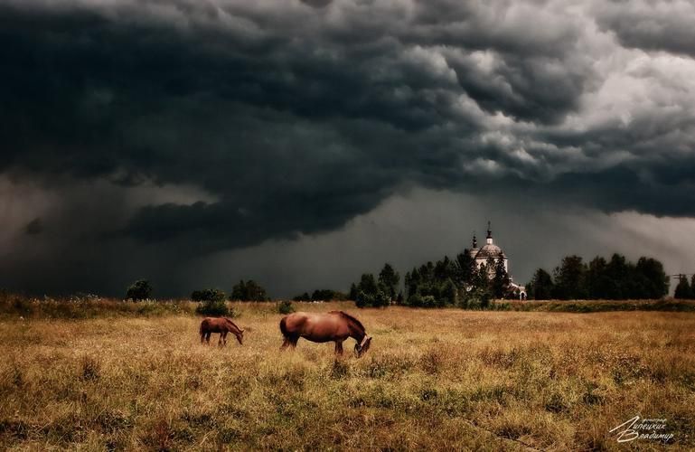 Автобус| В сафари-парк Кудыкина гора