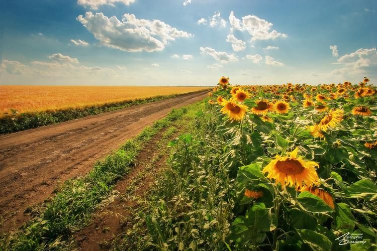 Автобус| Где море поёт, а пузырьки — шепчут сказки из Воронежа